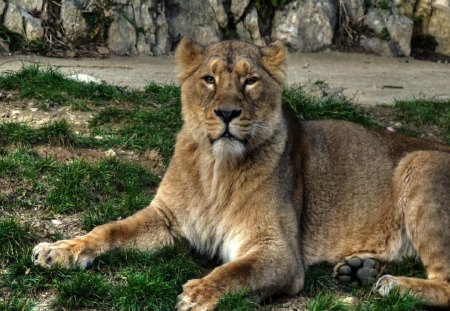 	who are you bro? - zoo, lion