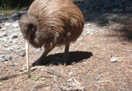 the kiwi - flightless bird, no wings