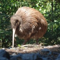 new zealand kiwi