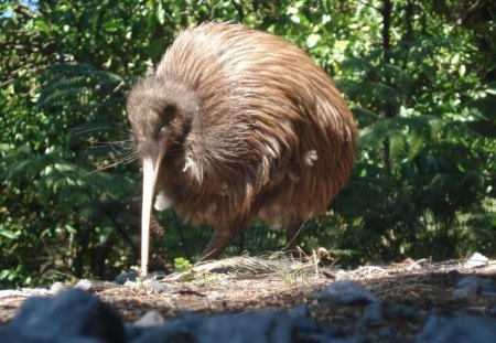 new zealand kiwi - shaggy, feathers rough