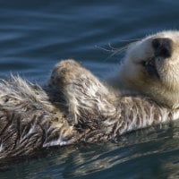 Otter Relaxing 