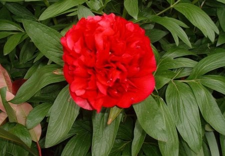 Deep Red - blooms, peony, foliage, photography