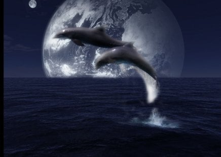 Moonlight Dance - dolphins, moon, ocean