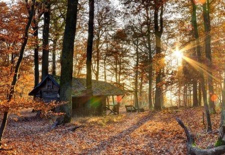 Cabin in the wood - picture, wood, 20, cabin, 2012, 06