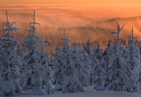 Winter in the forest