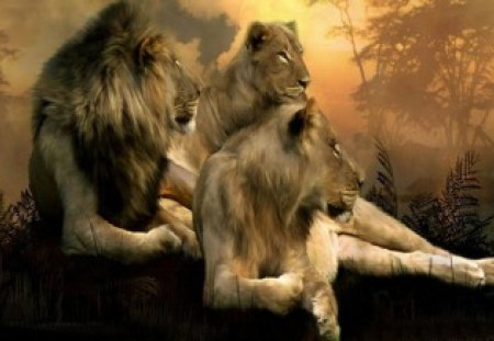 the pride - three, male, lions, female, jungle, cute