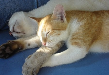 You can be my pillow babe! - white, ginger, two, cats, sleeping