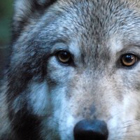 Wolf close-up