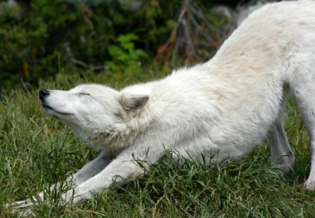 Wolf - nature, wolf, hd, white wolf, wallpaper, animals, wolves