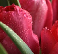 Sweet tulips