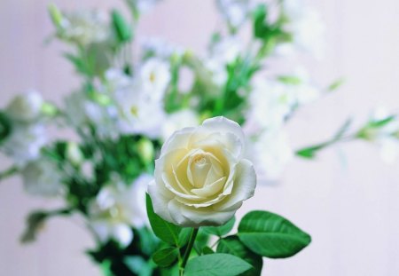 Rose - flowers, photography, nature, rose