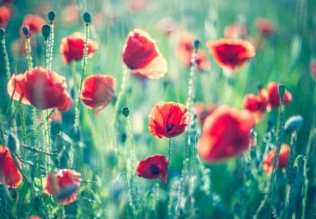 Poppy - bokeh, sunlight, summer, field, meadow, nature, macro, flowers, grass, poppies, poppy, flower