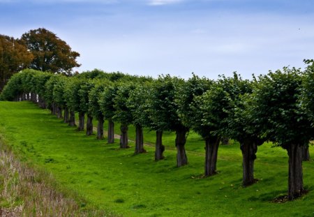 Trees - forest, tree, nature, jungle, green, grass