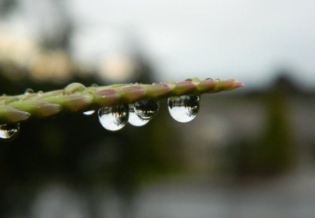 Winter Reflections - nature, cold, water drops, rain, plants