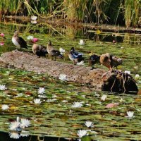 Ducks on Log - Blue Lake - Portland, OR