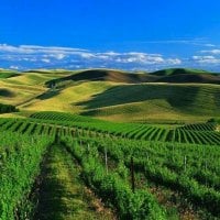 Tea Field in Walla Walla, Washington