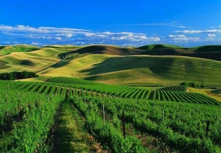 Tea Field in Walla Walla, Washington - washington state, crop, beauty, scenic, tea, farm