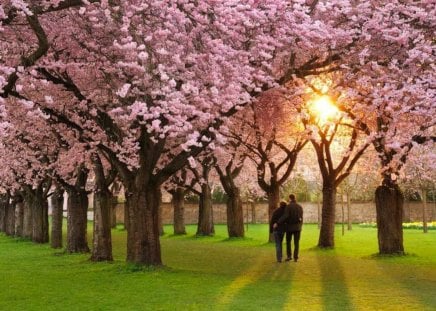 Springtime Stroll - pretty, trees, couple, romantic, pink, lovely, stroll, spring