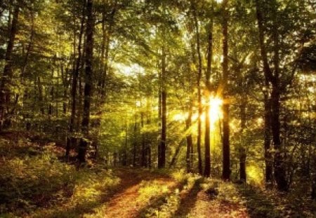 forest spotlight - trees, nature, photography, sunshine, sun