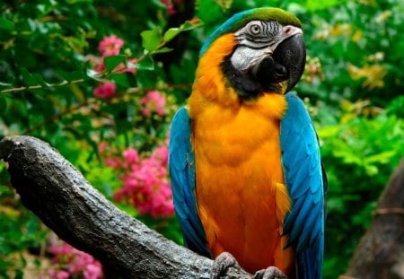 Cute - cute, animals, birds, parrot