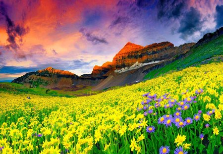 Floral field in the foot of the mountain - clouds, sunny, summer, meadow, peaks, flowers, slopes, nature, field, floral, golden, sky