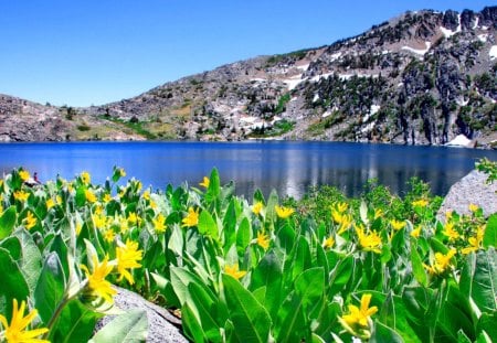 Lake flowers - water, summer, blue, beautiful, fresk, reflection, mountain, stones, flowers, nature, lake, sky, rocks