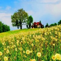 Dandelion field