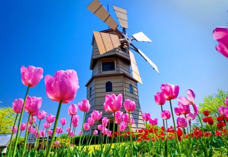 Holland freshness - pretty, summer, europe, grass, pink, flowers, fresh, field, holland, beautiful, mill, lovely, freshness, tulips, nature, bright, windmill