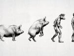 Evolution Of PIG/MAN