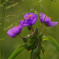 Purple Flower