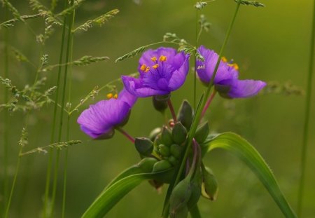 Purple Flower - flower, purple, nature, blue