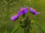 Purple Flower