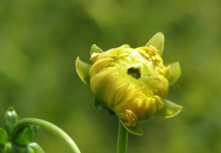 Budding Yellow Flower - nature, yellow, stem, flower, petals, leaves