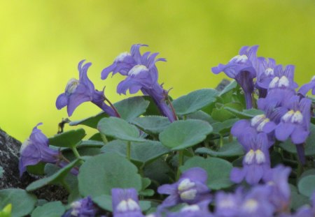 My garden - green, summer, yellow, blue