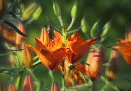 My garden - orange, summer, lily, garden