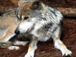 Mexican Wolf