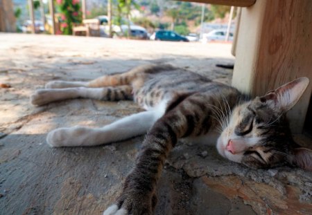 GATINHO  DORMINDO