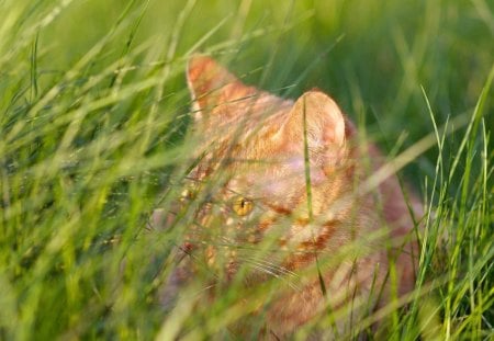 GATINHO - fauna, fofinho, lindo, animal, gato, natureza