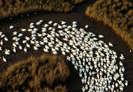 PELICANOS - fauna, animal, natureza, rio, pelicanos