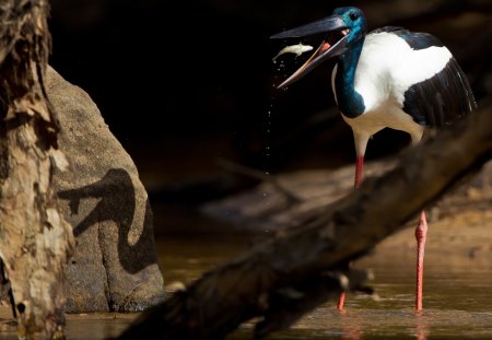 TUIUIU - fauna, peixe, tuiuiu, animal, natureza, rio