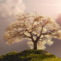 Lonely Cherry Blossom Tree