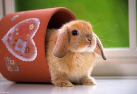 I am so cute - rabbit, hearth, cute, adorable, animals