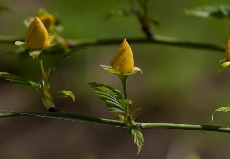 Yellow Roses - nature, petal, vine, yellow, roses, leaves, stem