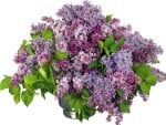 VASE OF LILACS