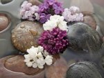 LILAC,STONES,