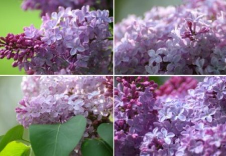 LILACS THIS SPRING - lilacs, pictures, four, flowers, spring