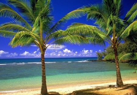 Summer beach - summer, sand, palm, vacation, beach