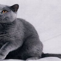 Gray cat