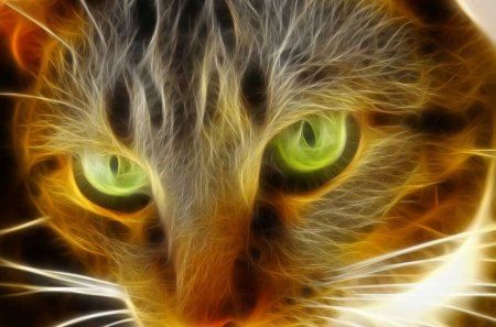 Flaming cat - animal, pet, cat, kitten