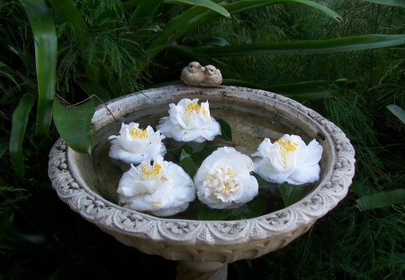 Camelia's Floating - flowers, birds, colour, nature